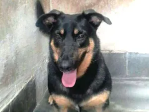 Cachorro raça  idade 3 anos nome Nestor