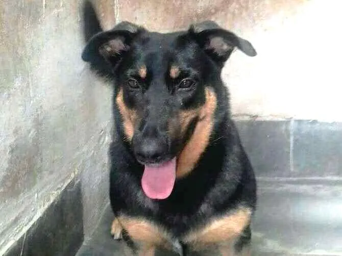 Cachorro ra a  idade 3 anos nome Nestor