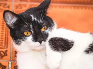 Gato raça  idade 7 a 11 meses nome Joaninha