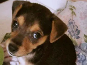 Cachorro raça SRD idade 2 a 6 meses nome Mika