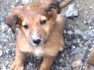 Cachorro raça SRD idade 2 a 6 meses nome Sem nome