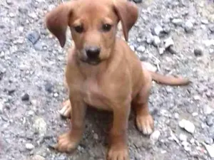 Cachorro raça SRD idade 2 a 6 meses nome Sem nome