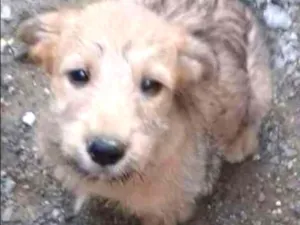 Cachorro raça SRD idade 2 a 6 meses nome Sem nome