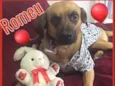 ROMEU