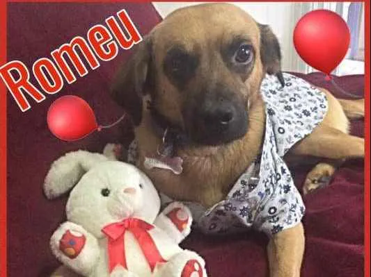 Cachorro ra a SRD idade 7 a 11 meses nome ROMEU
