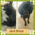 JACK BLACK!!!