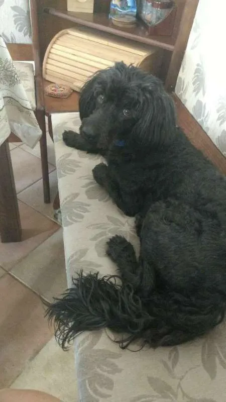 Cachorro ra a POODLE idade 1 ano nome JACK BLACK!!!