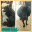 JACK BLACK!!!
