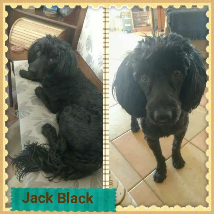 Cachorro ra a POODLE idade 1 ano nome JACK BLACK!!!