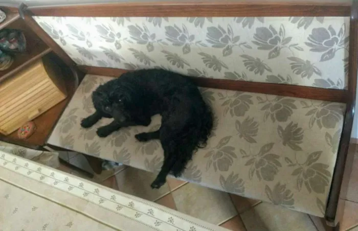 Cachorro ra a POODLE idade 1 ano nome JACK BLACK!!!