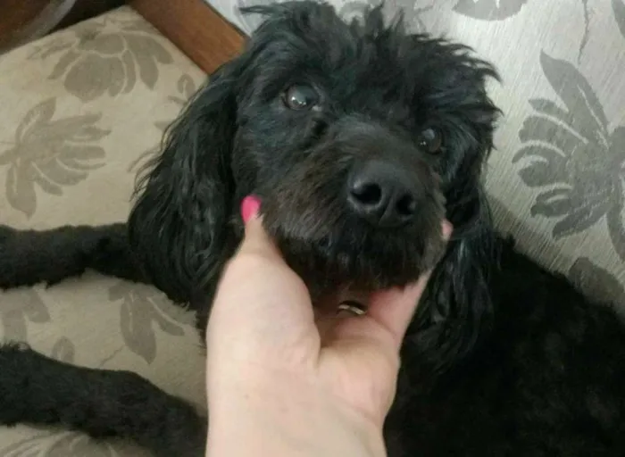 Cachorro ra a POODLE idade 1 ano nome JACK BLACK!!!