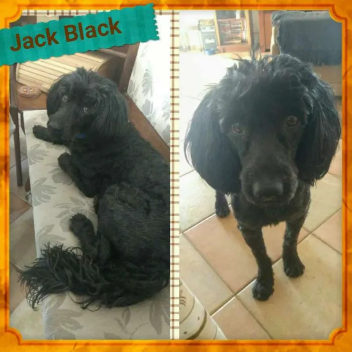 Cachorro ra a POODLE idade 1 ano nome JACK BLACK!!!