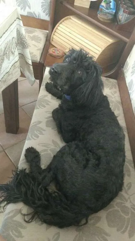 Cachorro ra a POODLE idade 1 ano nome JACK BLACK!!!
