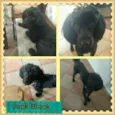 JACK BLACK!!!