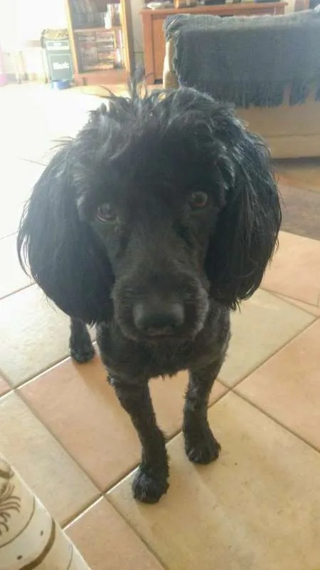 Cachorro ra a POODLE idade 1 ano nome JACK BLACK!!!