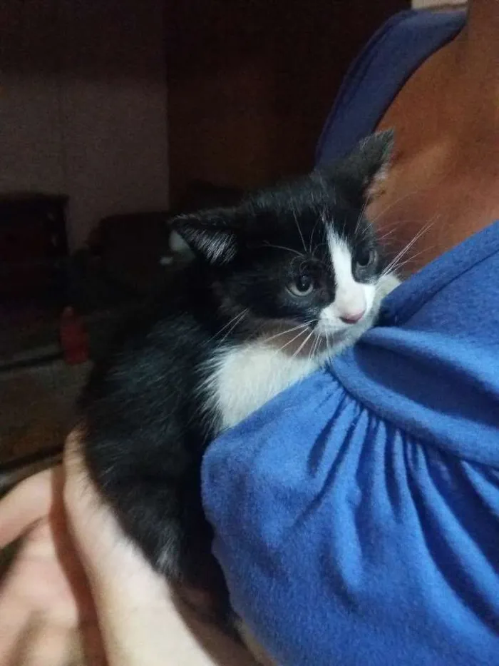 Gato raça Indefinida idade 2 a 6 meses nome Mimi