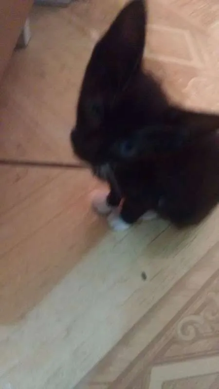 Gato ra a vira-lata idade 2 a 6 meses nome Thor e Mel