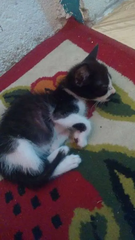 Gato ra a vira-lata idade 2 a 6 meses nome Thor e Mel