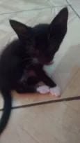 Thor e Mel
