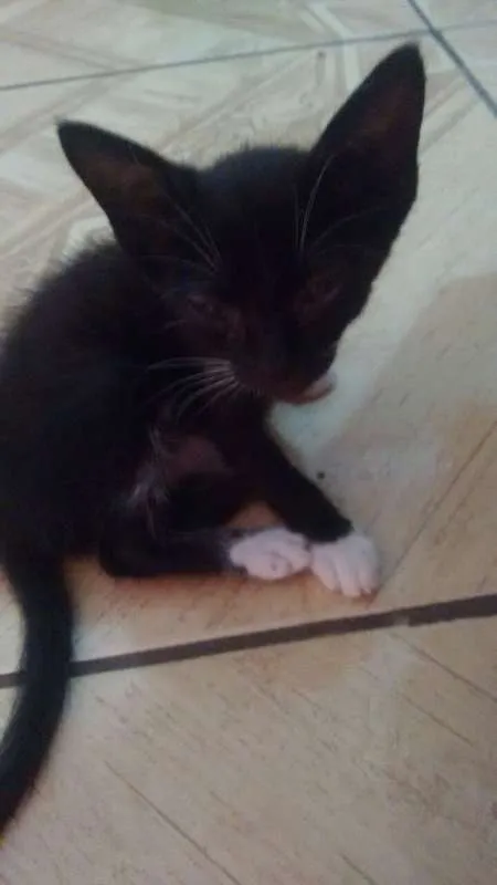 Gato ra a vira-lata idade 2 a 6 meses nome Thor e Mel