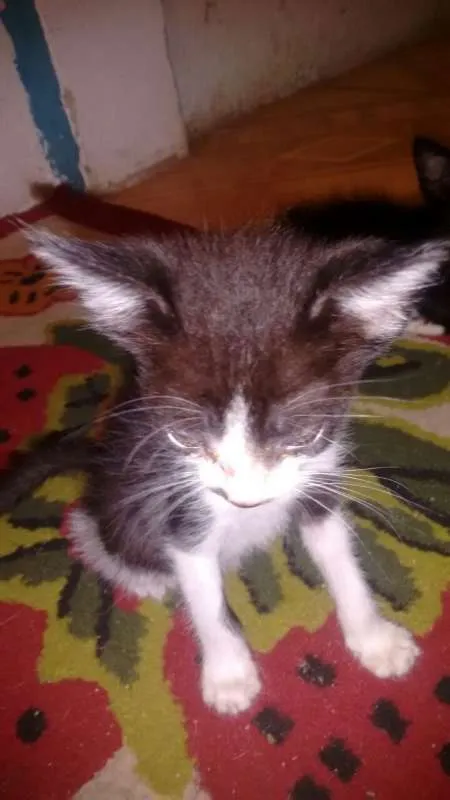 Gato ra a vira-lata idade 2 a 6 meses nome Thor e Mel