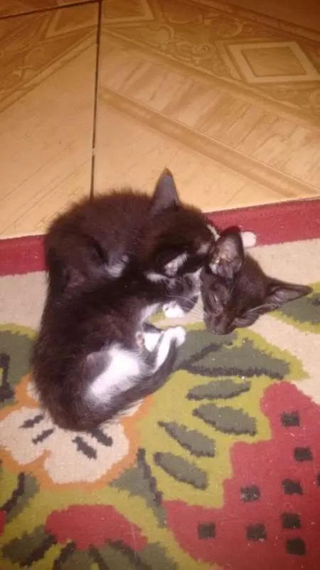 Gato ra a vira-lata idade 2 a 6 meses nome Thor e Mel