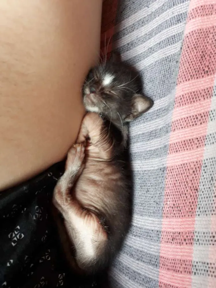 Gato ra a Srd idade 2 a 6 meses nome Sem nome