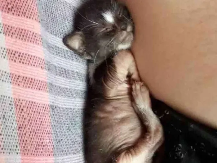 Gato ra a Srd idade 2 a 6 meses nome Sem nome