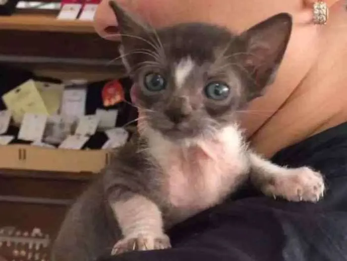 Gato ra a Srd idade 2 a 6 meses nome Sem nome