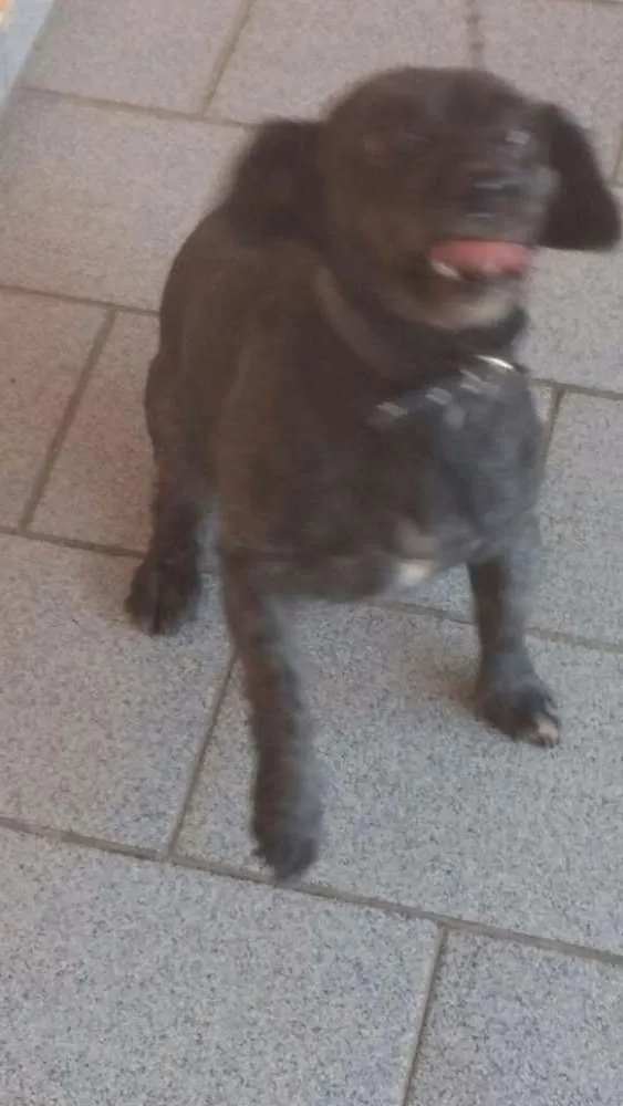 Cachorro ra a Vila lata com poodle idade 1 ano nome Duque