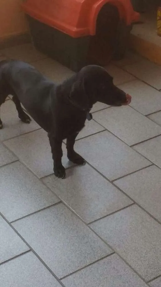 Cachorro ra a Vira lata idade 1 ano nome Oo