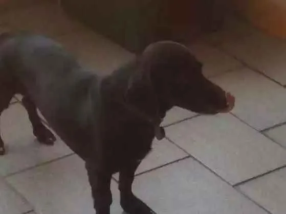 Cachorro ra a Vira lata idade 1 ano nome Oo