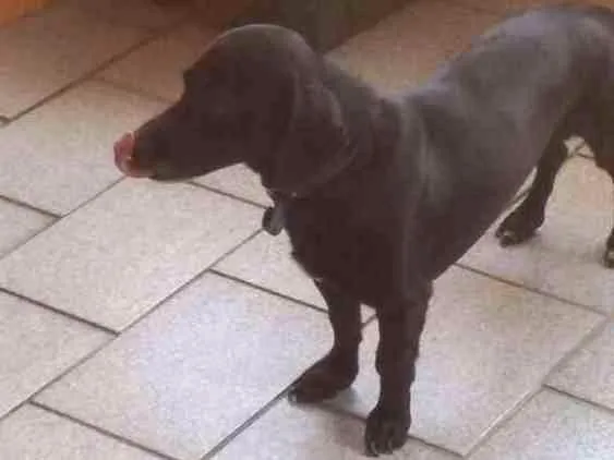 Cachorro ra a Vira lata idade 1 ano nome Oo