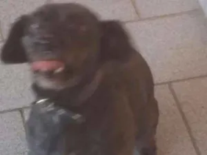 Cachorro raça Vila lata com poodle idade 1 ano nome Duque