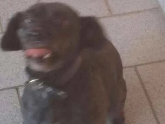 Cachorro ra a Vila lata com poodle idade 1 ano nome Duque