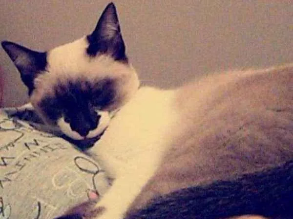Gato ra a Srd idade 2 a 6 meses nome Sem nome