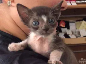 Gato raça Srd idade 2 a 6 meses nome Sem nome