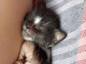 Gato raça Srd idade 2 a 6 meses nome Sem nome
