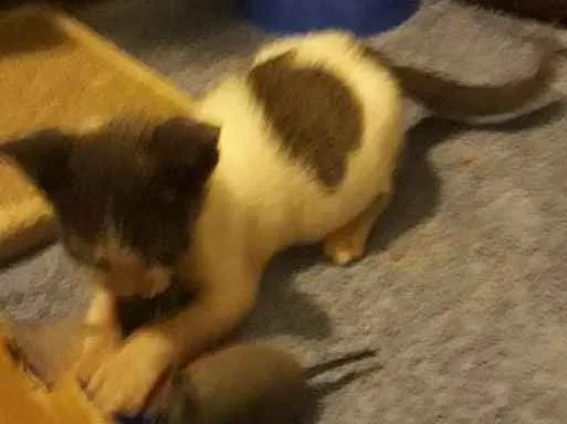 Gato ra a Srd idade 2 a 6 meses nome Sem nome