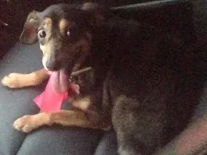 Cachorro raça Vira lata idade 6 ou mais anos nome Mary