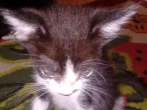 Gato raça vira-lata idade 2 a 6 meses nome Thor e Mel