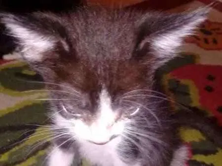 Gato ra a vira-lata idade 2 a 6 meses nome Thor e Mel