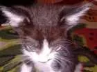 Gato raça vira-lata idade 2 a 6 meses nome Thor e Mel