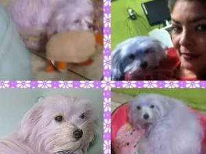 Cachorro raça Maltes idade 2 anos nome Toninha