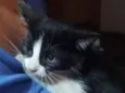Mimi
