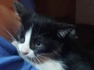 Gato raça Indefinida idade 2 a 6 meses nome Mimi