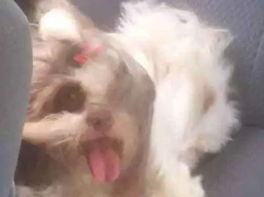 Cachorro ra a Ilhasa idade 6 ou mais anos nome Lika
