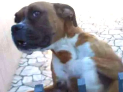 Cachorro raça boxer idade 5 anos nome Drika 