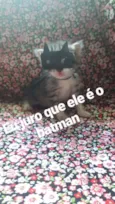 Gatos