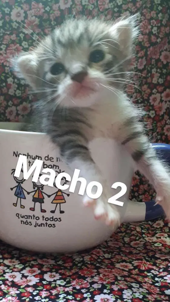Gato ra a Srd idade Abaixo de 2 meses nome Gatos 